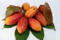 Chocolate ingredients plant fruits