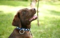 Chocolate Lab