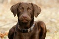 Chocolate Lab Royalty Free Stock Photo