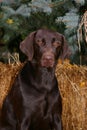 Chocolate Lab Royalty Free Stock Photo