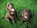 Chocolate lab best friends