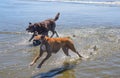 Chocolate lab and boxer running in ocean beach waters