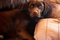 Dog Napping on Couch