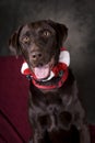 Chocolate Lab with Jingle Collar Royalty Free Stock Photo