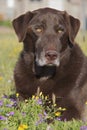 Chocolate Lab Portrait Royalty Free Stock Photo