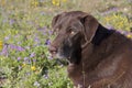 Chocolate Lab Portrait Royalty Free Stock Photo