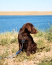 Chocolate Lab Puppy Royalty Free Stock Photo