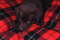 Chocolate lab puppy on bed