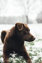 Chocolate Lab Puppy Dog laying in Snow Royalty Free Stock Photo