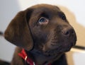 Chocolate Lab Puppy Royalty Free Stock Photo