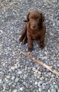 Chocolate lab puppy