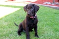 Chocolate Lab puppy Royalty Free Stock Photo