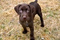 Chocolate Lab Puppy Royalty Free Stock Photo