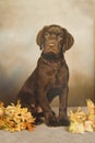 Chocolate Lab Puppy Portrait Royalty Free Stock Photo