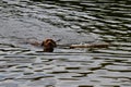 Chocolate lab retrieving stick