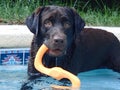 Chocolate Lab Swimming dogs Royalty Free Stock Photo