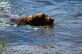 Chocolate lab swimming in pond Royalty Free Stock Photo