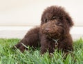 Chocolate labradoodle puppy dog lays on the grass