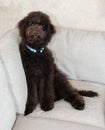 Chocolate labradoodle puppy dog sits on the couch