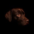 Chocolate Labrador Royalty Free Stock Photo