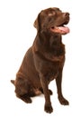 Chocolate Labrador