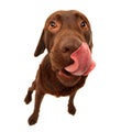 Chocolate Labrador Royalty Free Stock Photo