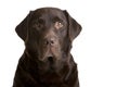 Chocolate Labrador Royalty Free Stock Photo