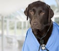 Chocolate Labrador Doctor with Stethoscope Royalty Free Stock Photo