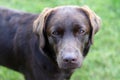 Chocolate labrador dog face. Dog portrait Royalty Free Stock Photo