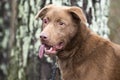 Chocolate Labrador dog with glaucoma blind in one eye