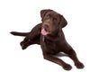 Chocolate Labrador Dog on white background