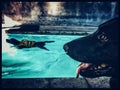 Chocolate Labrador doing swimming therapy while black shepherd dog keeps watch Royalty Free Stock Photo