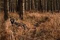 Chocolate Labrador in the Forest