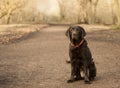 Chocolate labrador in the forest