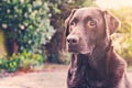 Chocolate Labrador in Garden