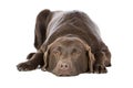 Chocolate Labrador Lying Down