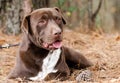 Chocolate Labrador Mastiff mixed breed dog