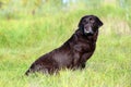 Chocolate Labrador in the morning light after swimming