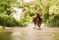 Chocolate labrador running in mountain stream