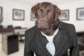 Chocolate Labrador in Pin Stripe Suit Royalty Free Stock Photo