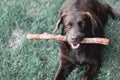 Chocolate labrador playing with a stick, holding it in his mouth.