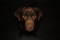 Chocolate Labrador Royalty Free Stock Photo