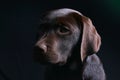 Chocolate Labrador Puppy Royalty Free Stock Photo