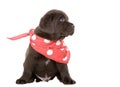 Chocolate Labrador Puppy in Neck Scarf