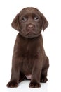 Chocolate Labrador puppy portrait Royalty Free Stock Photo