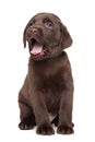 Chocolate Labrador puppy portrait Royalty Free Stock Photo