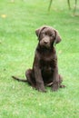 Chocolate Labrador puppy with quizzical expression