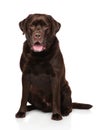 Chocolate Labrador puppy sitting on a white background Royalty Free Stock Photo