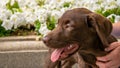 Chocolate labrador resting and panting Royalty Free Stock Photo