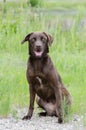 Chocolate Labrador Retreiver mixed breed dog